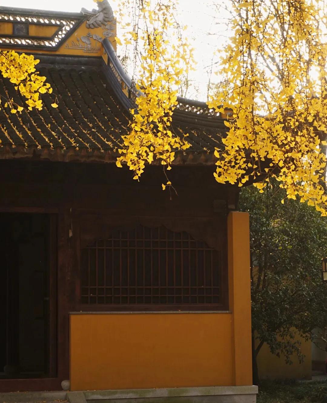 苏州秋季旅游最值得去的地方,苏州赏秋一日游攻略