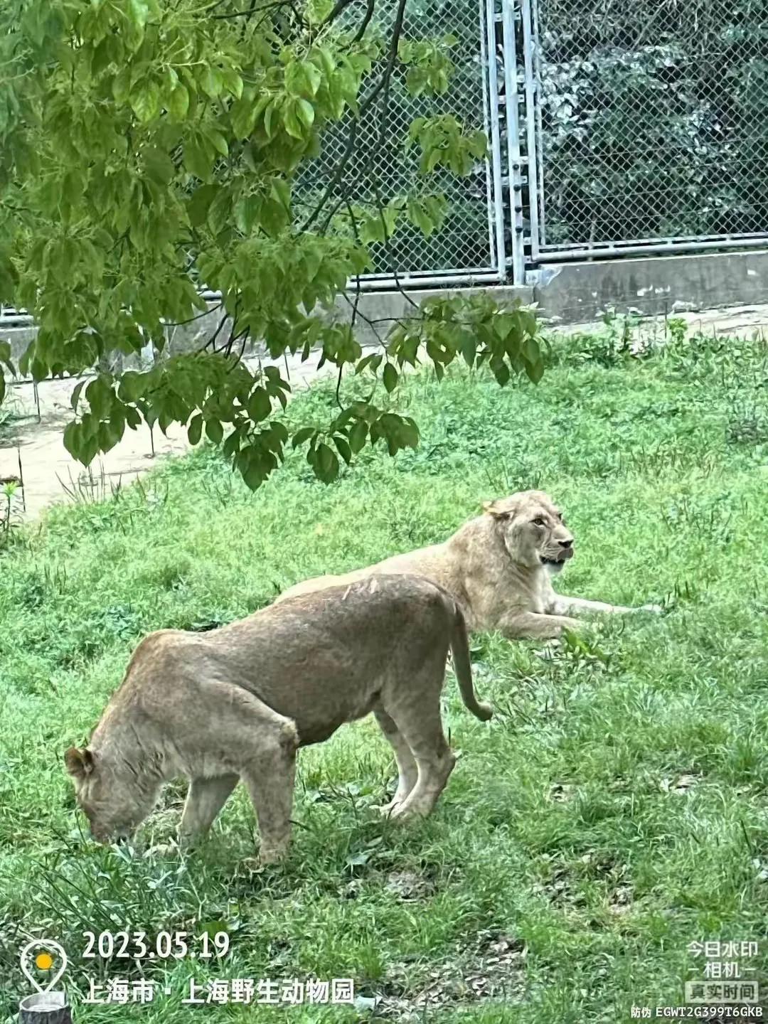 上海野生动物园和上海动物园,上海野生动物园过年营业时间