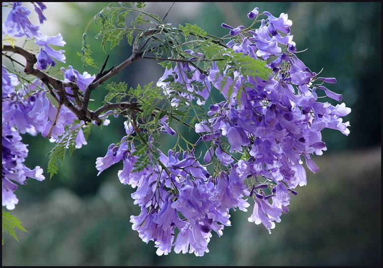 百花种类大全,百花的种类有哪些