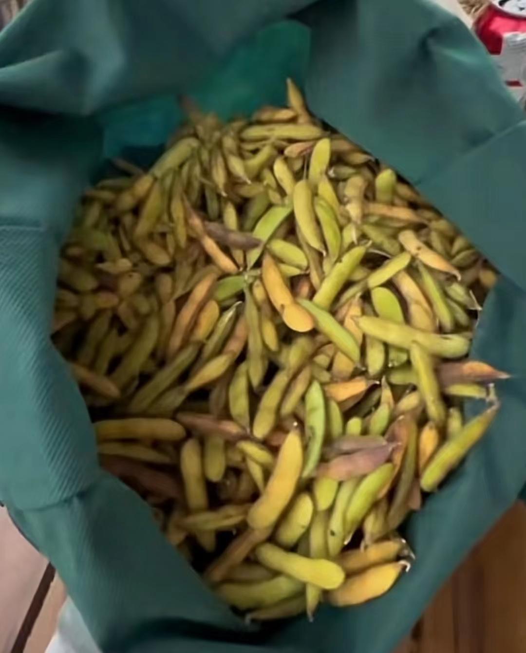 22年郑州5人1狗露营被困22天，靠居民投喂生存，荒野求生结局如何