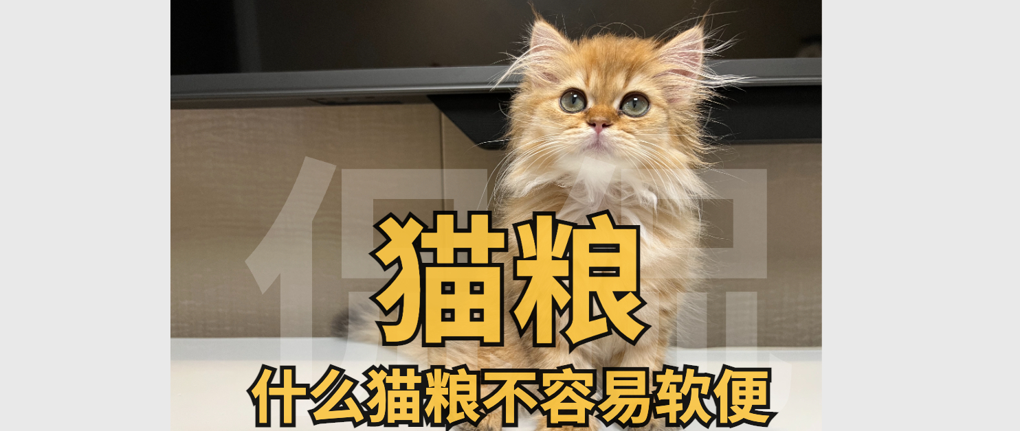 猫咪吃渴望猫粮老喝水,猫咪软便时该喂猫粮还是水煮鸡肉