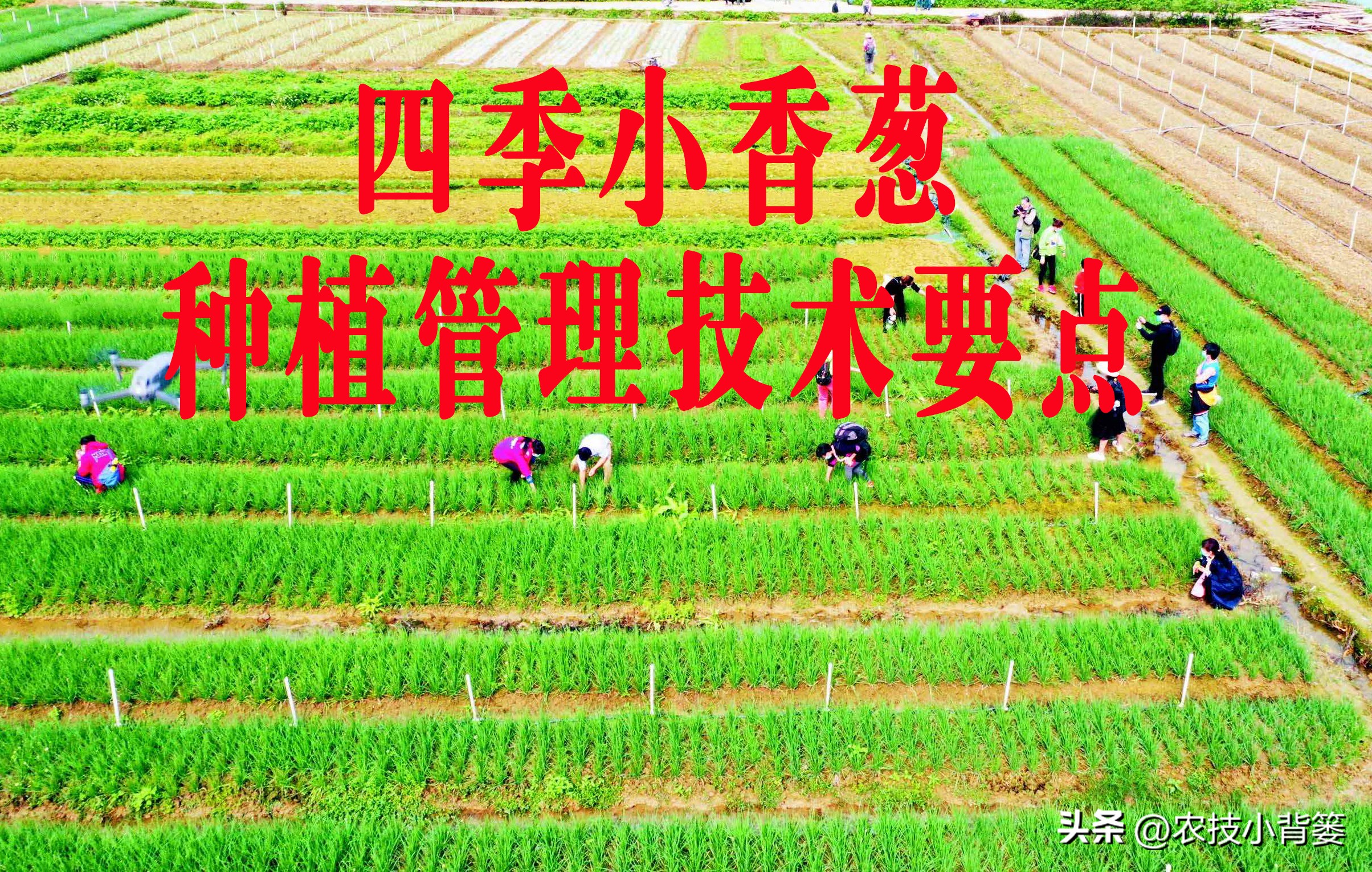 小香葱种植时间和方法视频,小香葱的种植方法和时间