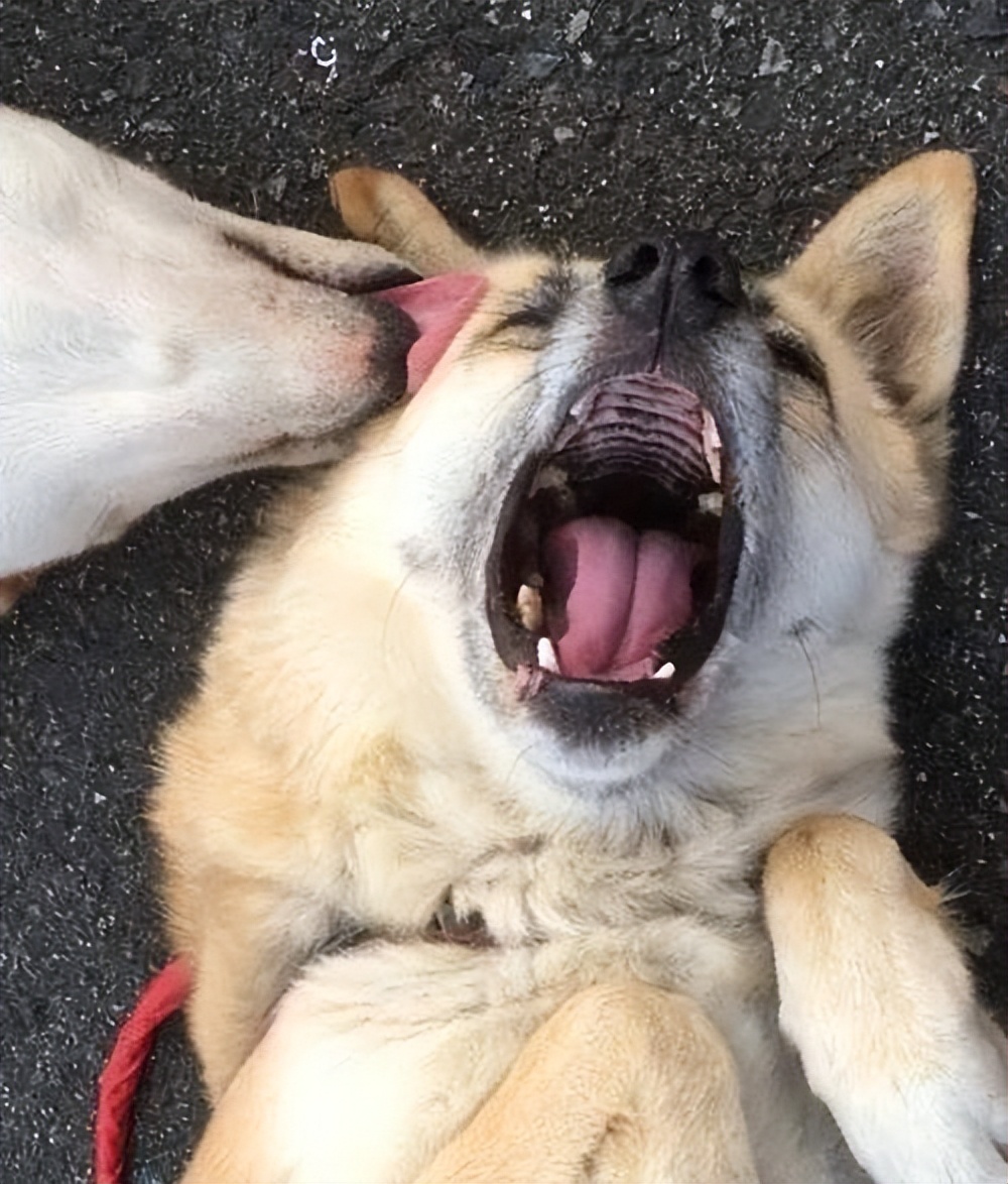 这几样东西是狗狗的克星,狗的克星都有什么