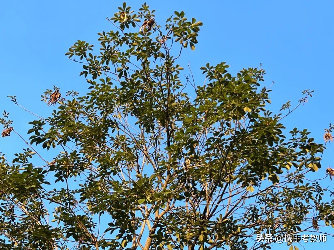 黄花风铃木品种介绍,黄花风铃木生长缓慢