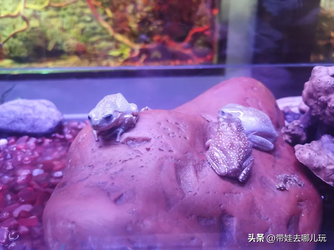 一天玩遍北京野生动物园,包场去鸟巢