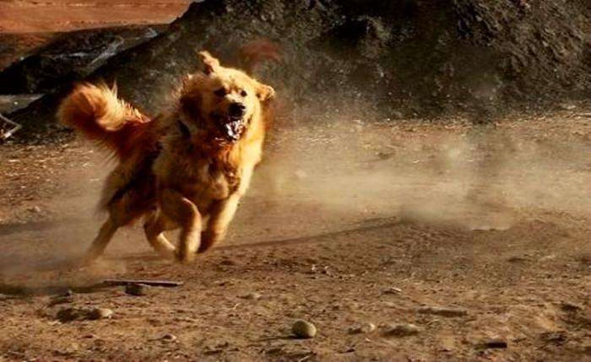 女童被狗咬伤后续狗主人,女童被大型犬咬伤原视频