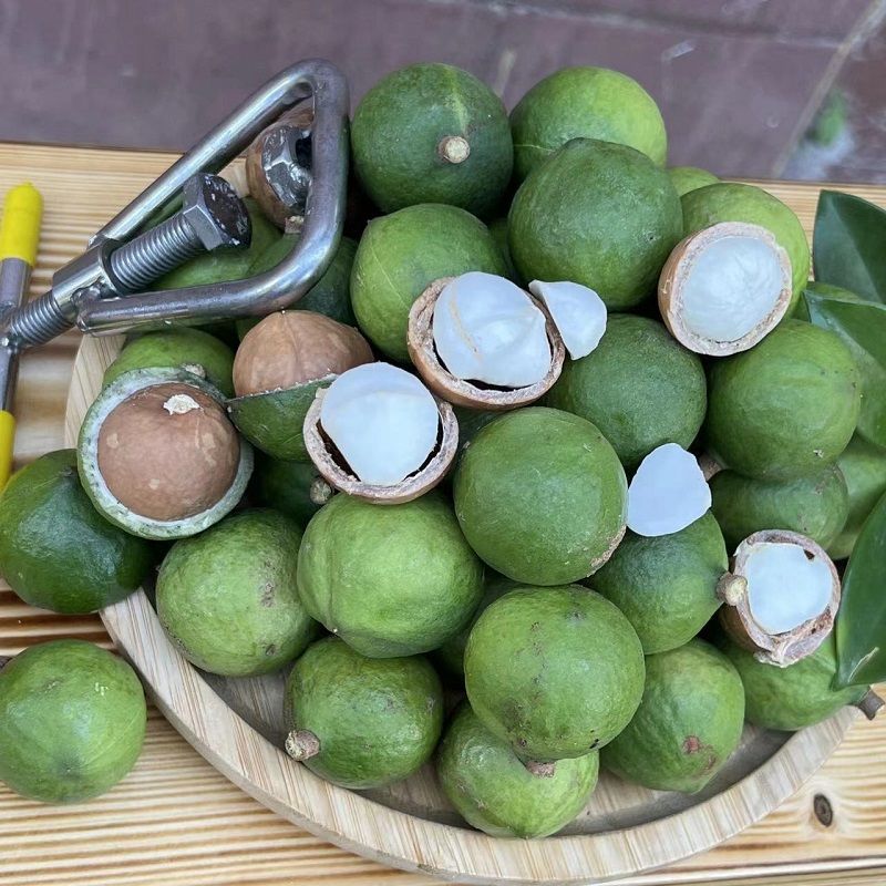 澳洲坚果采摘视频,澳洲坚果摘果