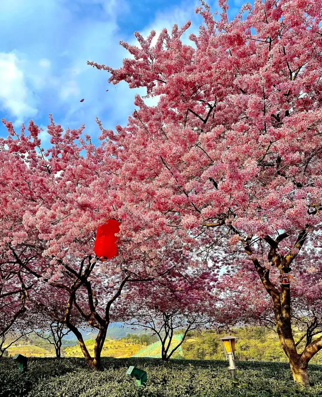 昆山樱花与日本樱花,来这里可以赏到中国最美樱花