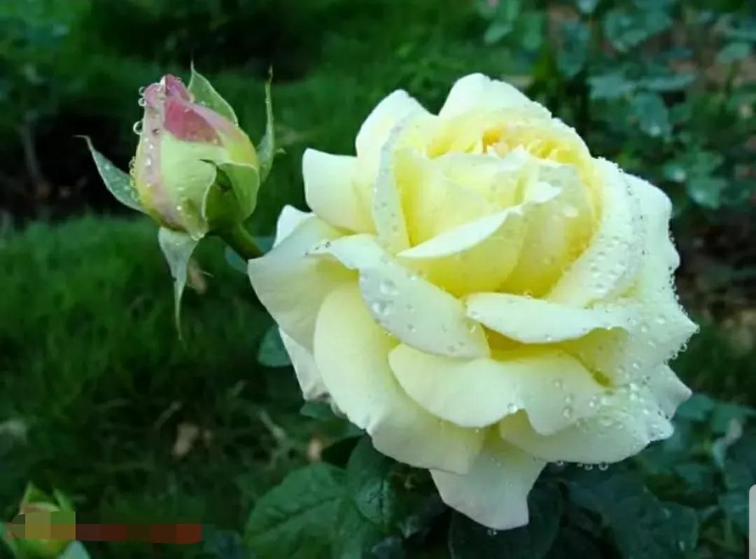 月季玫瑰蔷薇三姐妹的区别,月季蔷薇和玫瑰哪个更好看