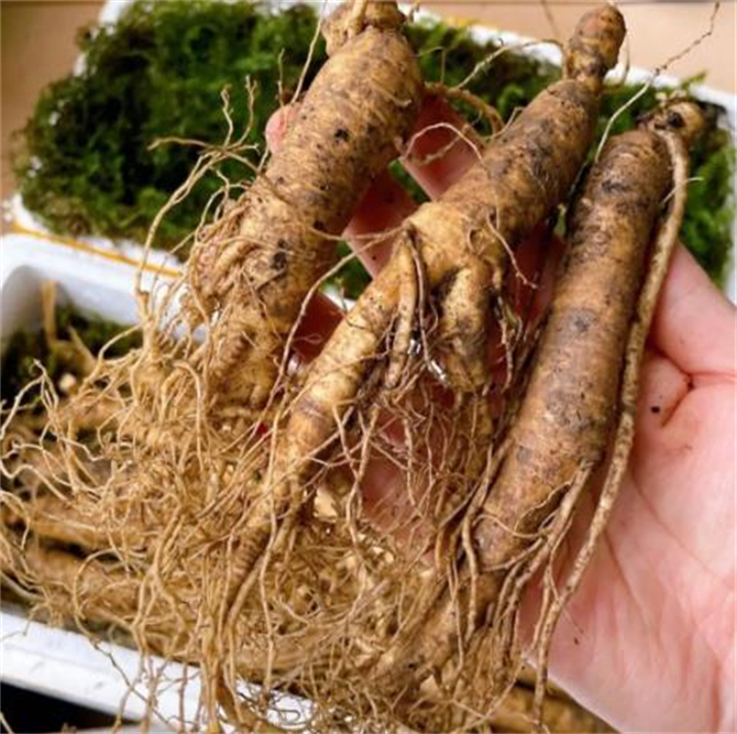 新鲜人参怎么储存,人参可以储存的时间是多久