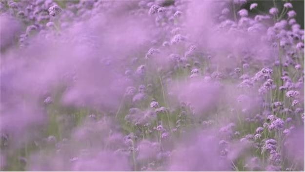 深圳3月14个赏花胜地全部免费,深圳清明节踏青赏花好去处