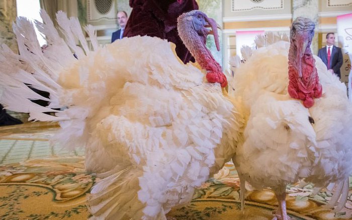 感恩节被美国总统特赦后,火鸡会怎样