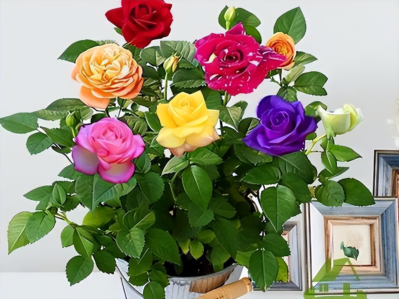 3类花,“白送”都别要,明白人都往外扔,可别再往家带了