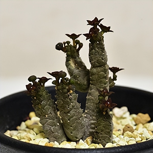 102个大类近500个多肉植物图片，都极其美丽，建议在家中也养一盆