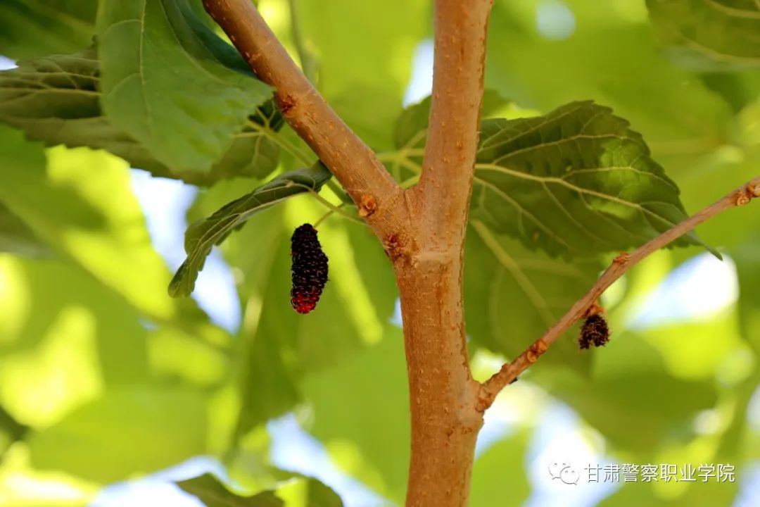 甘肃警察职业学院2024年招生计划,甘肃警察职业学院22年招生简章