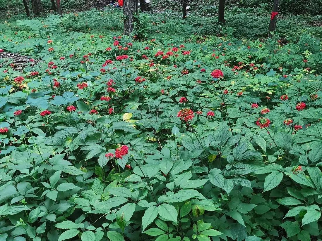 人参3元一支是正品吗,人参和园参是一个品种吗