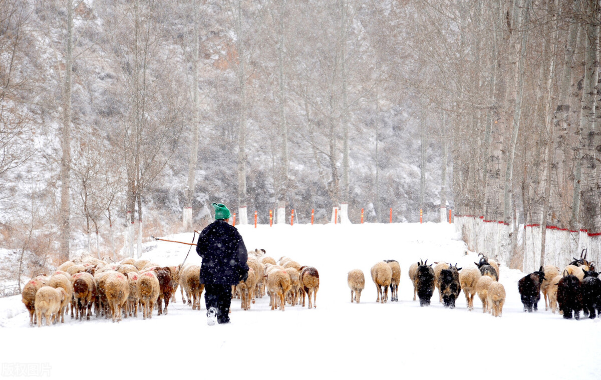 养羊赔钱该何去何从,现在养羊的利润与成本真实