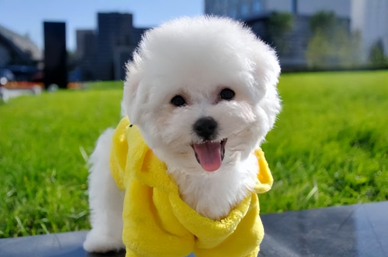 适合女生养的中小型犬推荐,十大适合女孩子养的小型犬