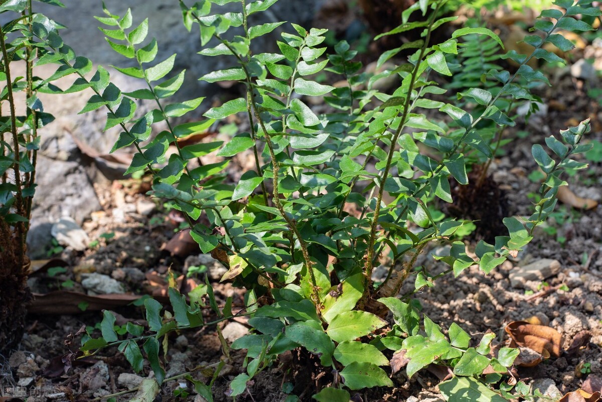 贯众清热解毒,贯众汤的中成药