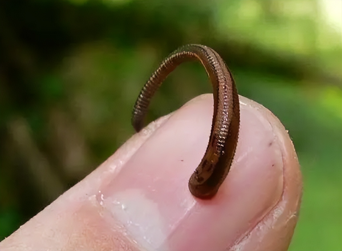 蚂蟥吃到肚子里会存活吗,蚂蟥吃进肚子里还活着吗