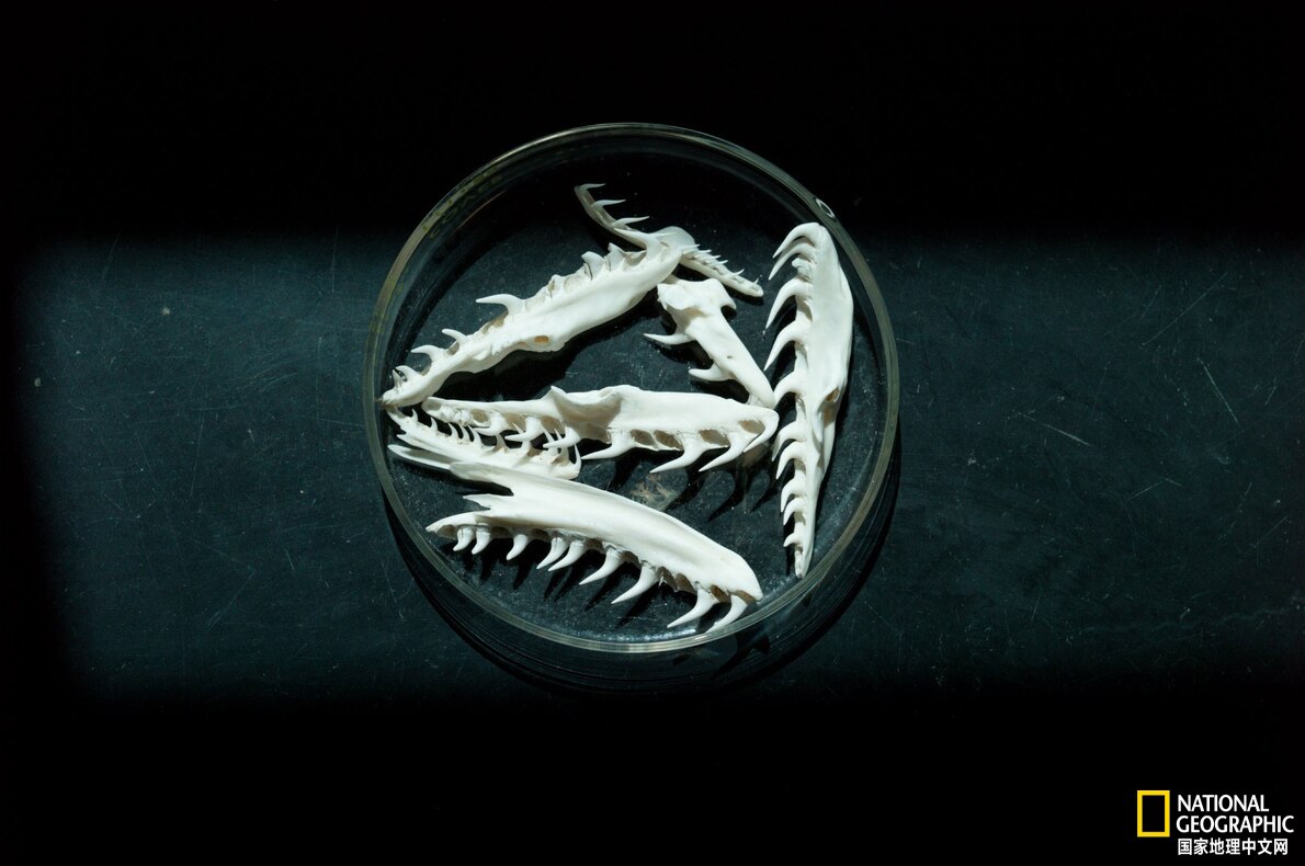 佛罗里达发现有史以来最大的蟒蛇,世界上已发现的最大蟒蛇难得一见