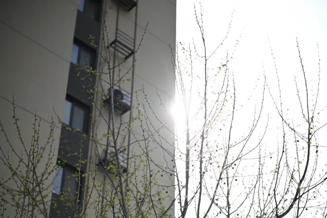 尼康z卡口85mmf1.8镜头评测欣赏,尼康全画幅50mmf1.8s和85mm1.8s