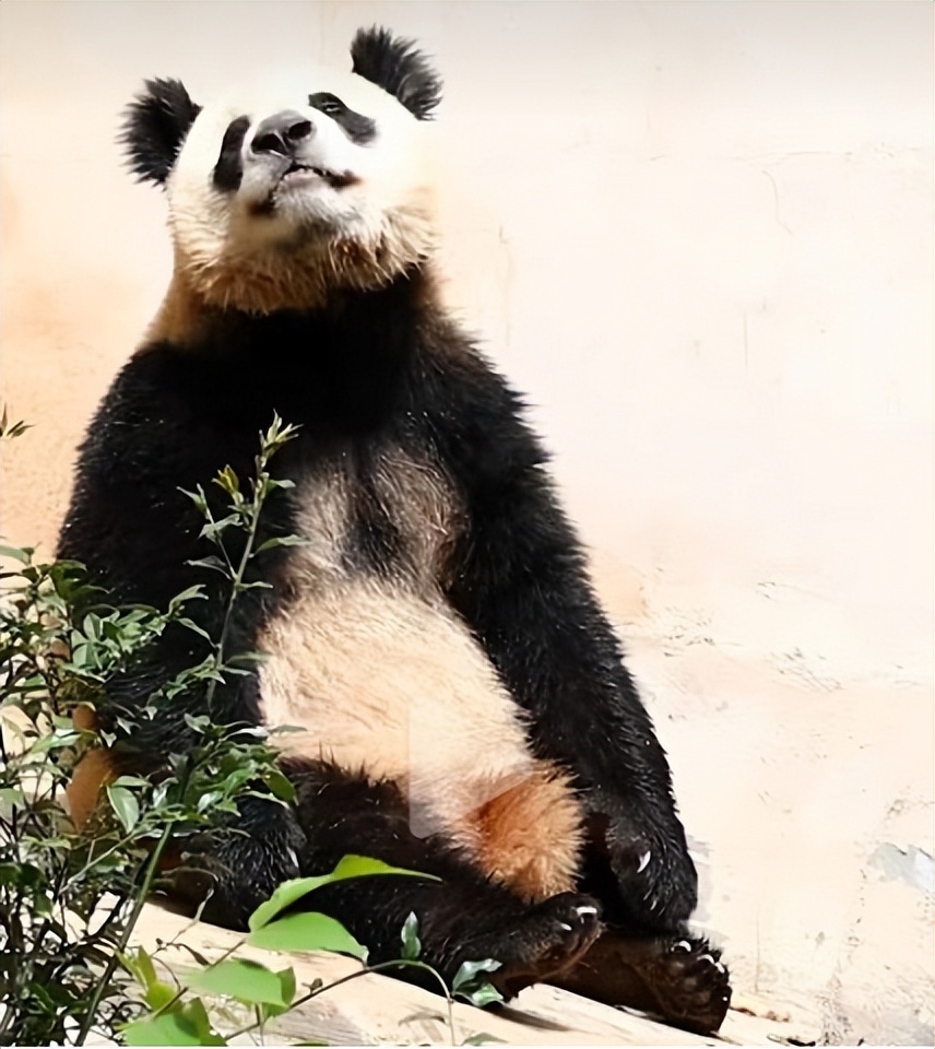 中国十大顶流女明星,顶流女明星穿越电视剧