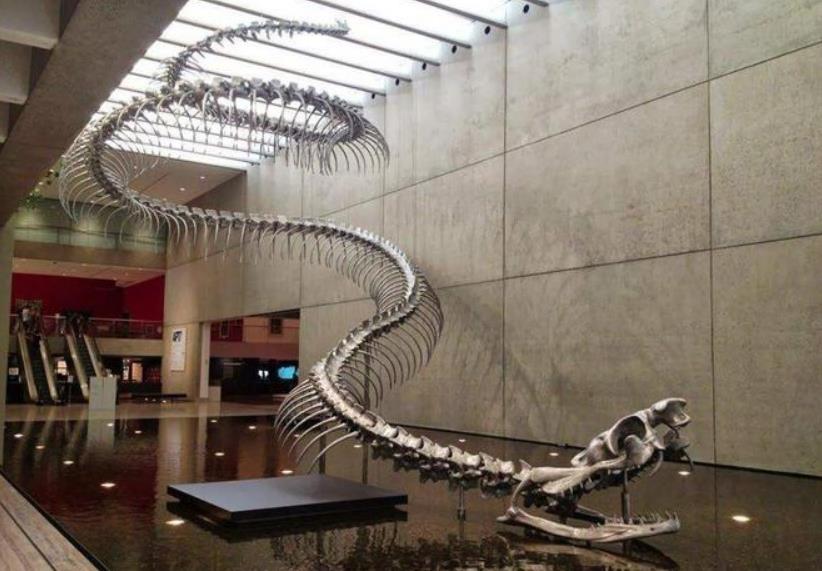 泰坦巨蟒vs霸王龙史前巨兽,泰坦巨蟒vs史前巨型眼镜蛇