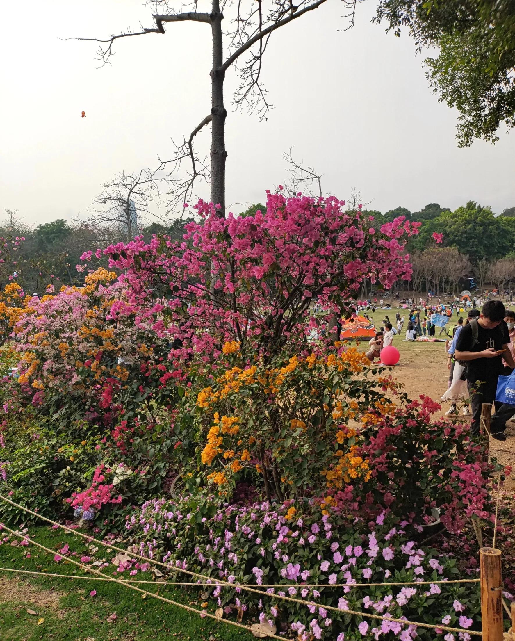 深圳莲花公园旅游攻略,让我带你参观一下公园英文怎么说