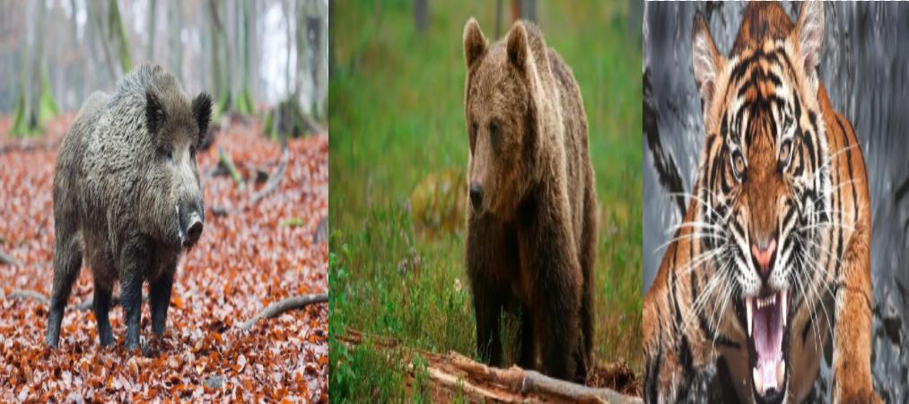 为什么野猪比老虎可怕,一猪二熊三老虎猎人