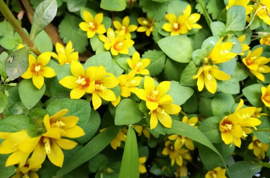 清明期间开的野花有哪些,清明节野花