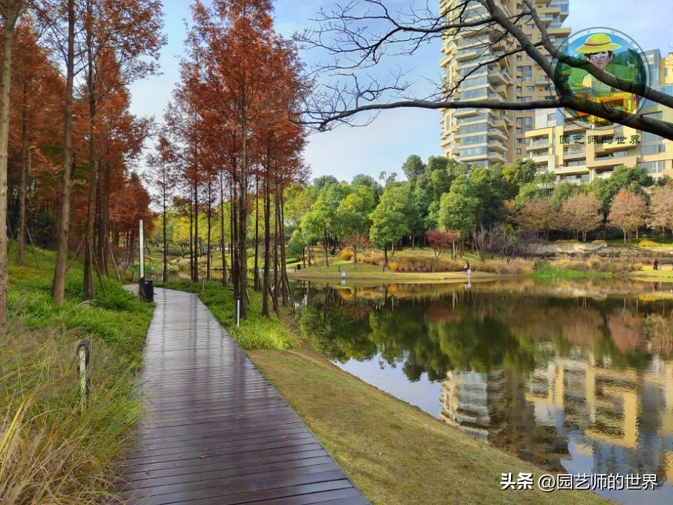 疏林草地的作用,疏林草地效果图