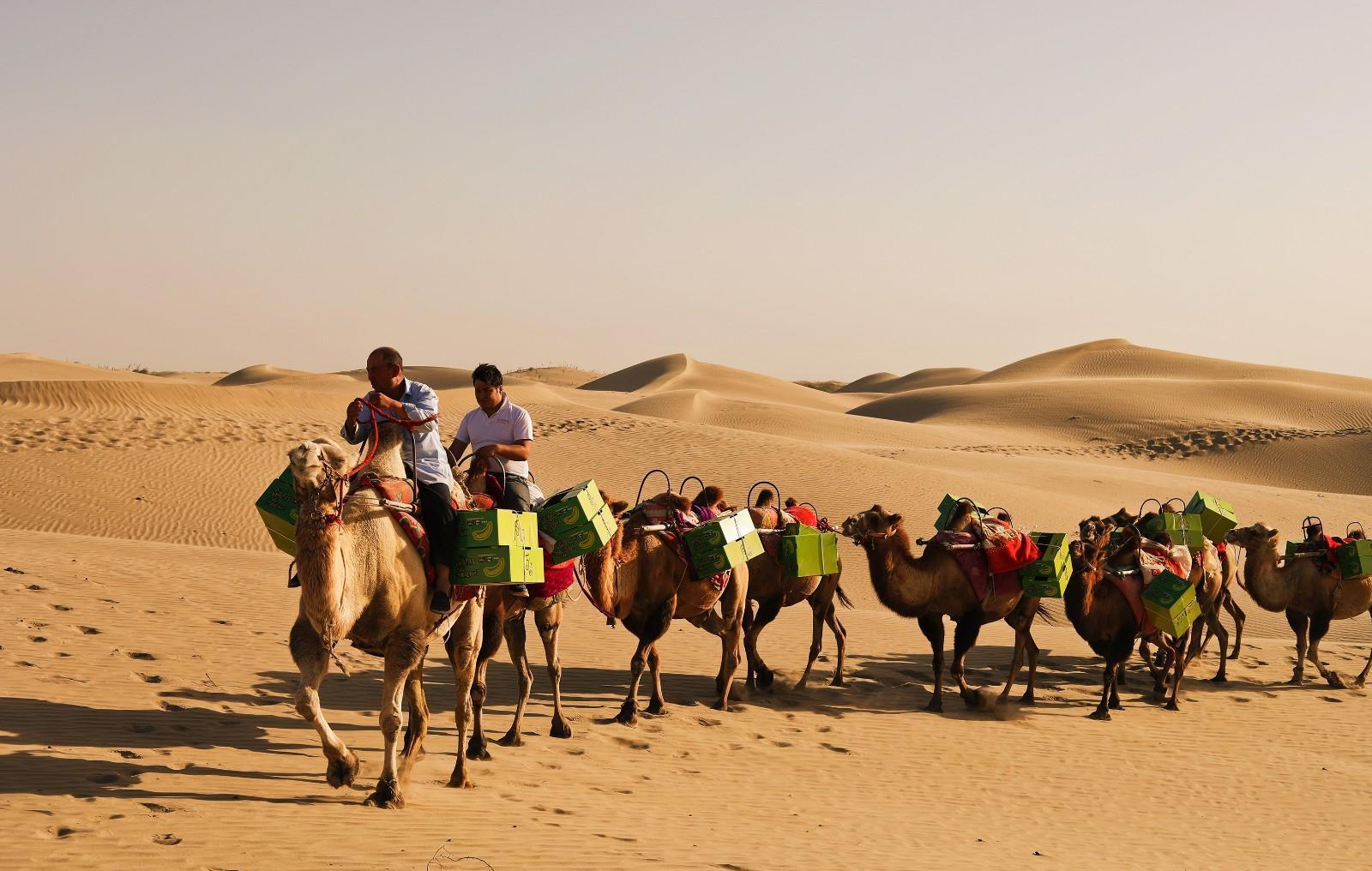 骆驼免疫球蛋白,骆驼的免疫方法