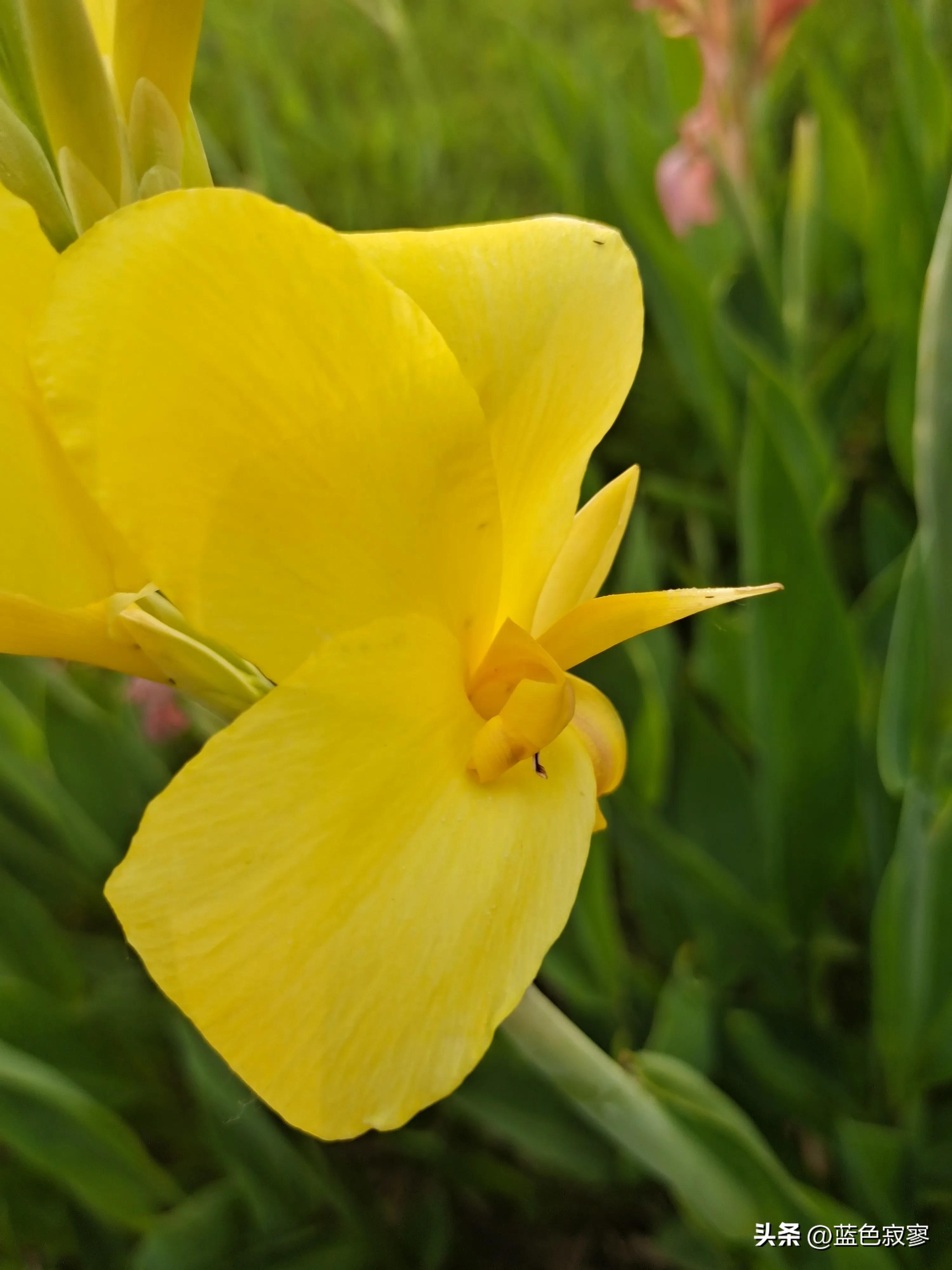 美人蕉生长环境记录,美人蕉天然的环保卫士