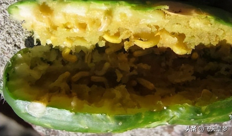 你的柑园布防果蝇未？