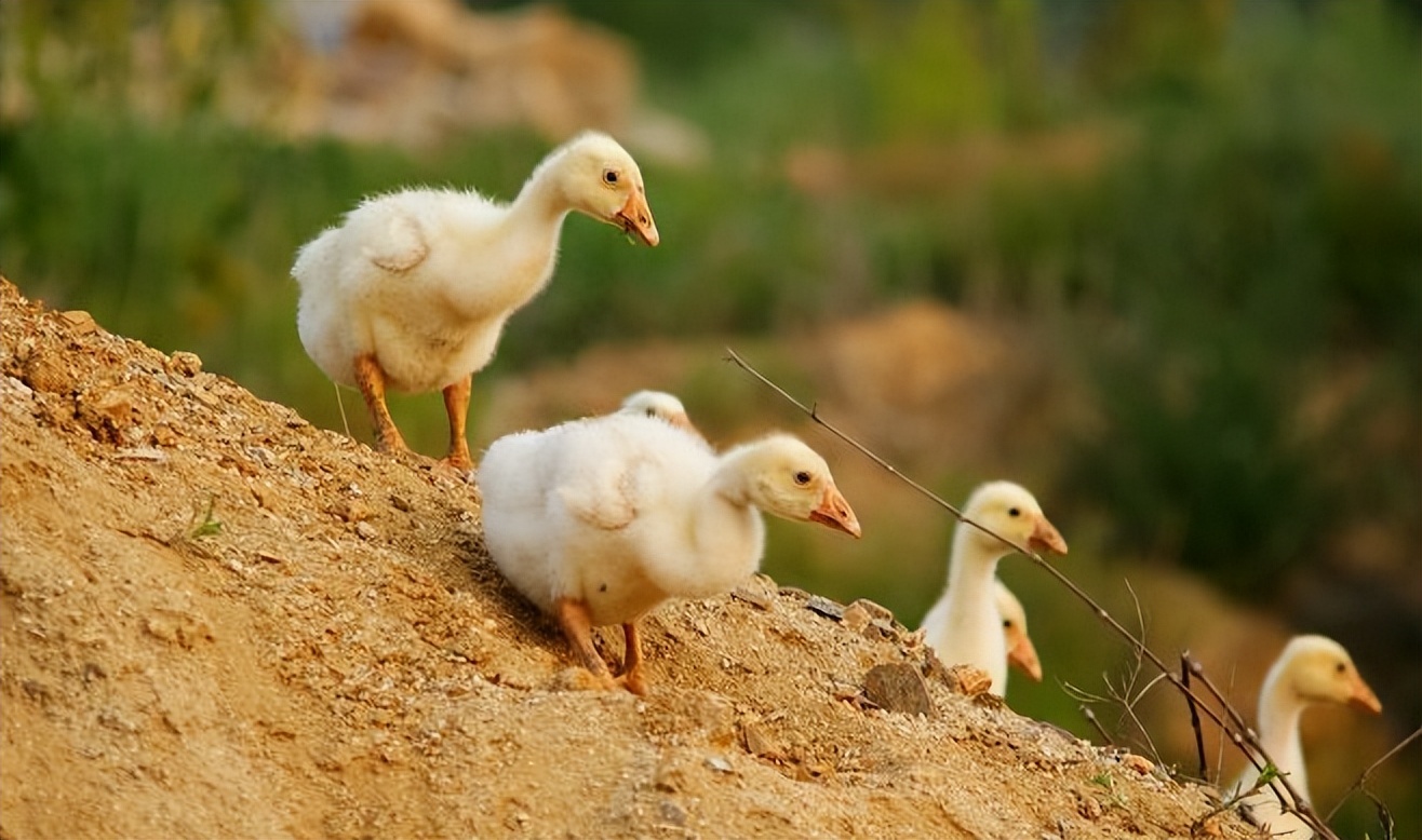 小鹅痛风病应怎么治疗,小鹅痛风最快治疗方法