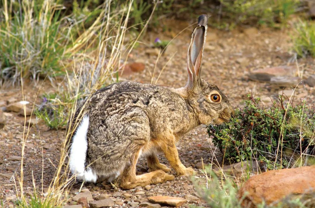 兔年说兔,让我们重新认识一下兔子