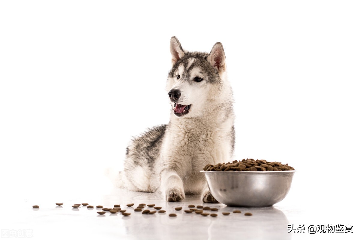 狗有时会不吃不喝、没有精神,狗不吃饭怎么办?不精神怎么办?