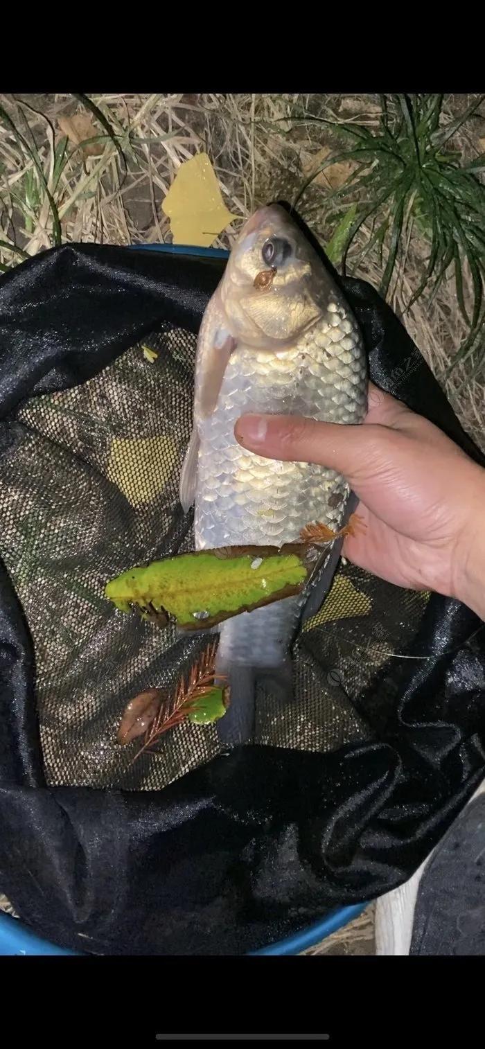 野钓饵料加什么避小鱼和白条,钓鱼用什么鱼饵可以避白条