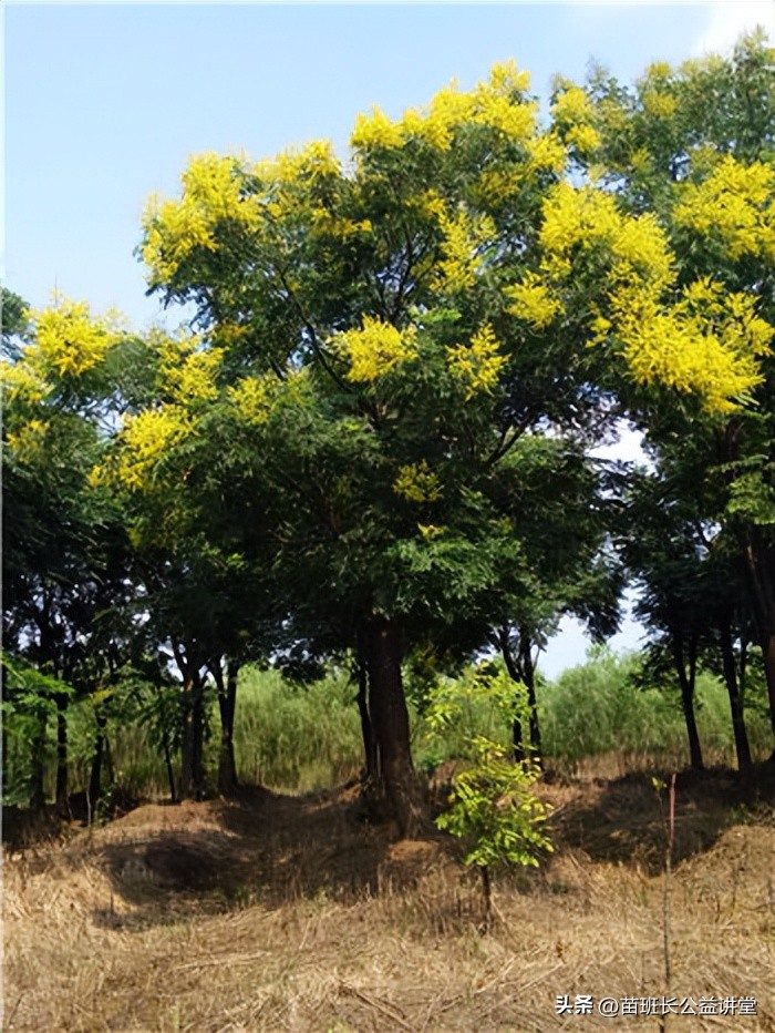 园林用高锰酸钾,高锰酸钾在园林的用途和用法