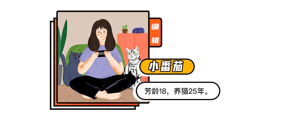 兽医讲解猫生病,聊聊猫咪常见疾病