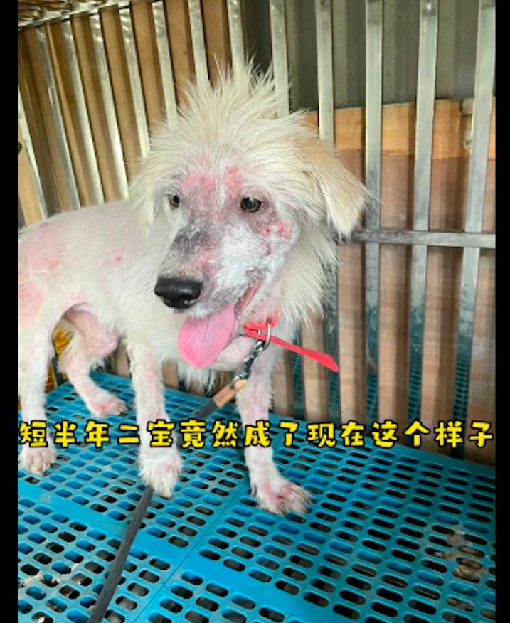 狗狗多次被弃养自卑,狗狗被领养后又接了回去