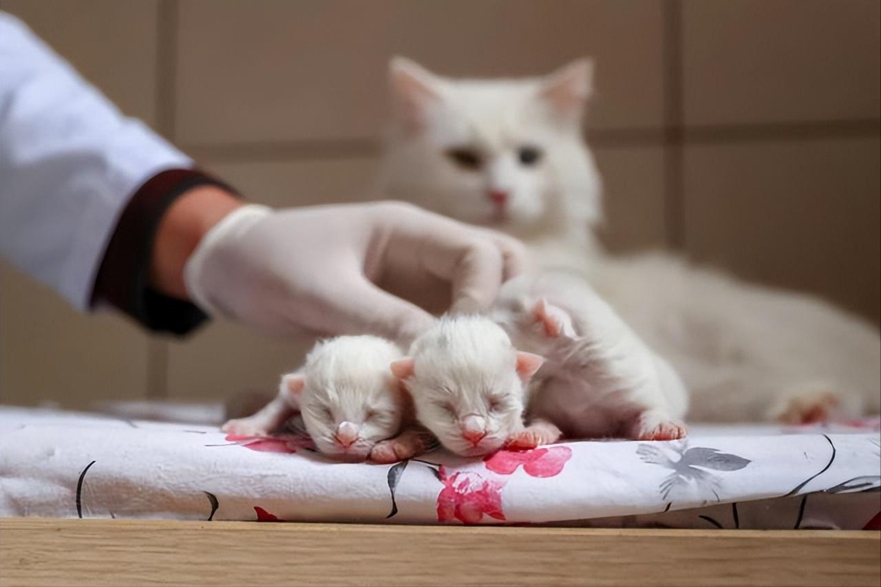 如果孩子想要一只宠物，家长先别左右为难，看完这篇文章再做决定