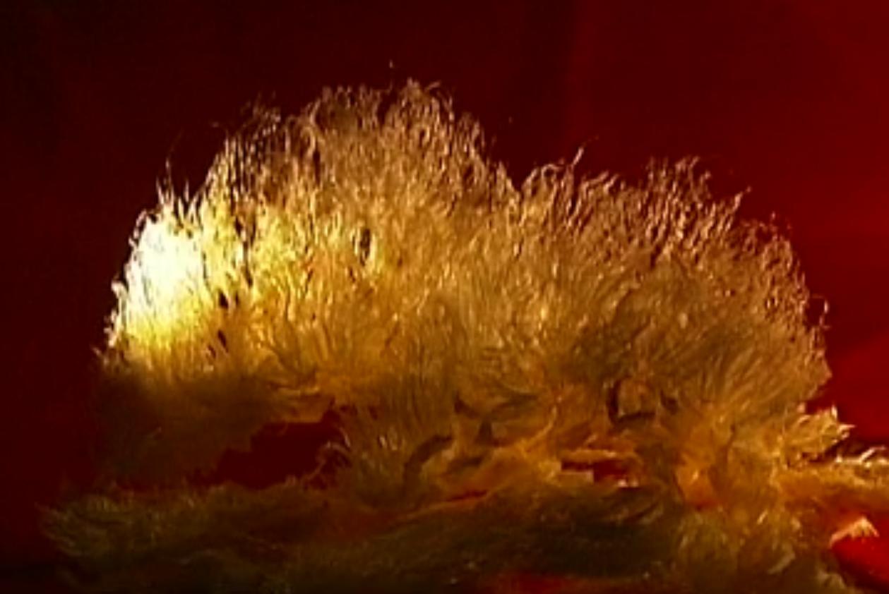 中国“鲨鱼村”的聪明商人：加工迷你“小鲨鱼”，年入3000万