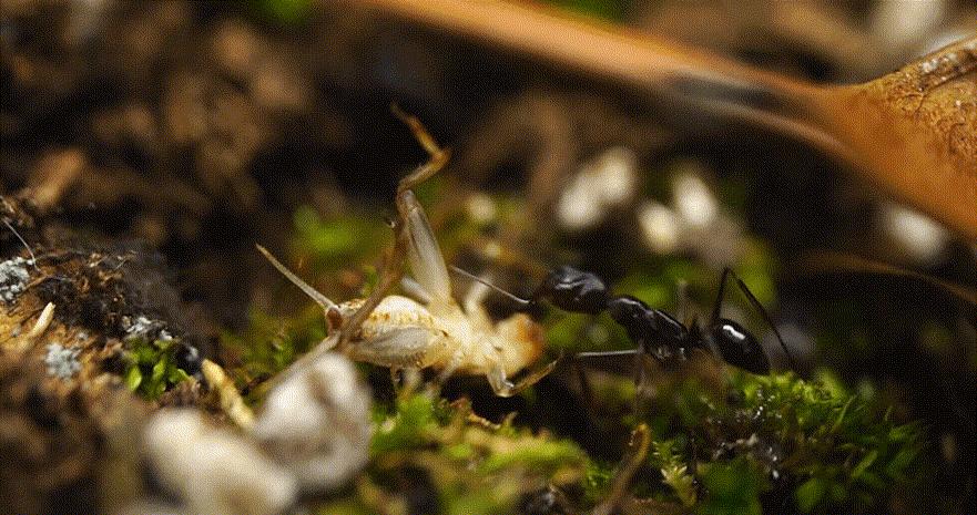 大齿猛蚁攀爬能力,山大齿猛蚁攻击速度