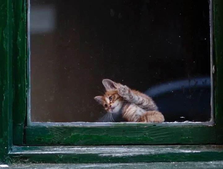 猫咪抓窗帘意味着什么,猫咪抓窗帘的时候一直叫为什么