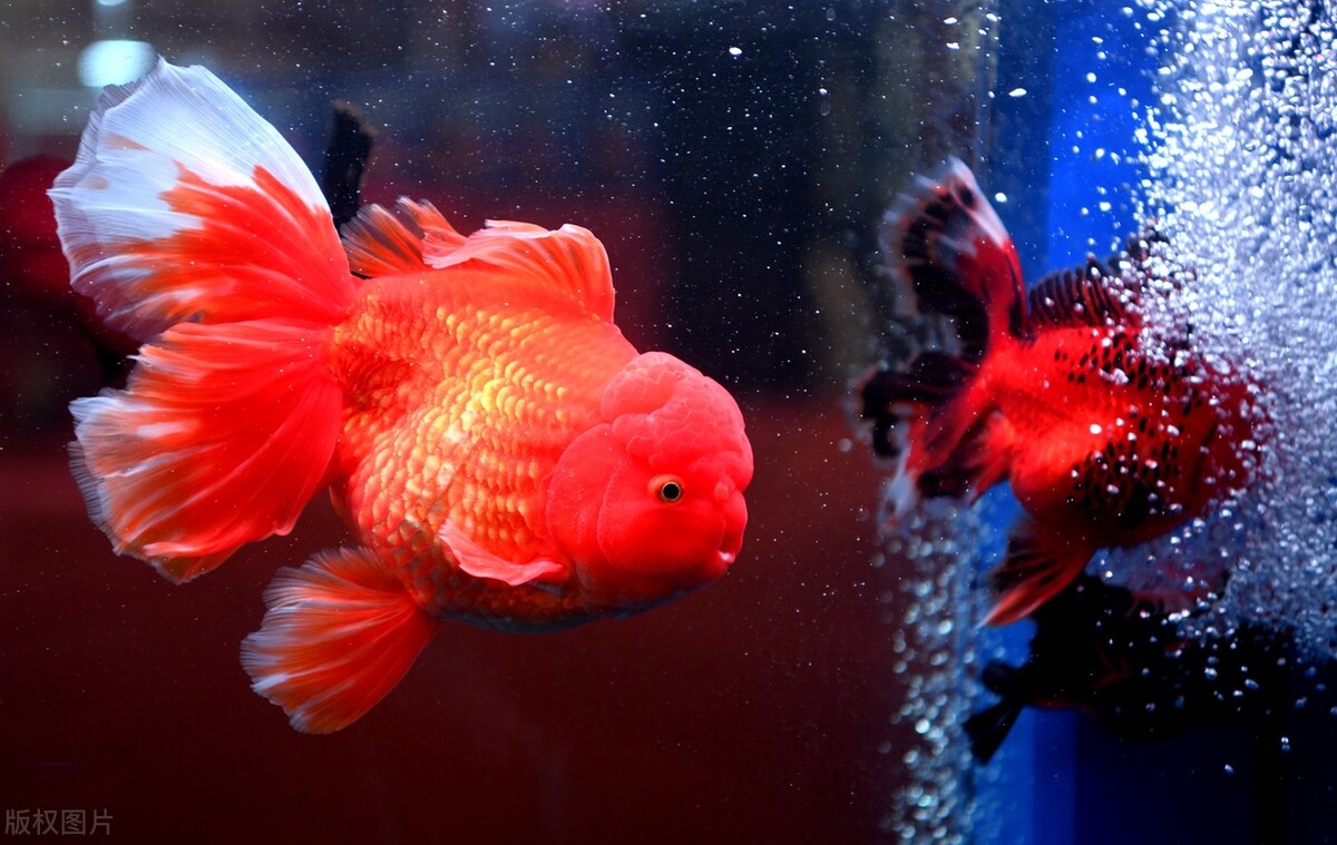 金鱼好养吗养金鱼的注意事项,金鱼怎么养才能养好不生病