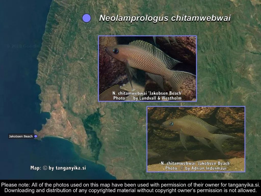 三湖慈鲷杂鲷品种图鉴大全,三湖慈鲷最好看的十种马鲷