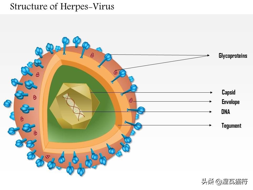 猫疱疹病毒和猫杯状病毒pcr的区别,猫咪疱疹病毒猫鼻支症状