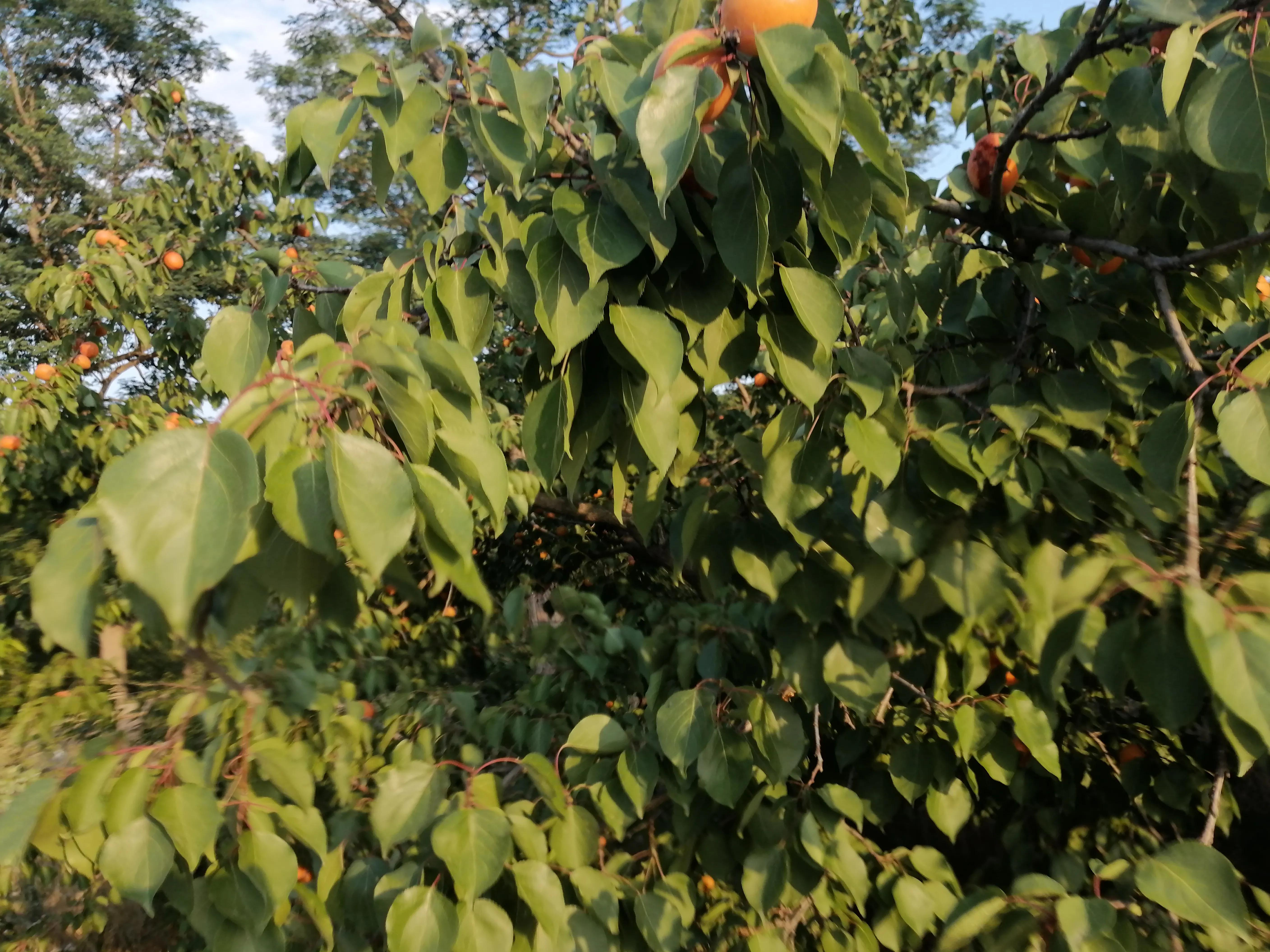 傍晚的乡村,傍晚的乡村如诗如画